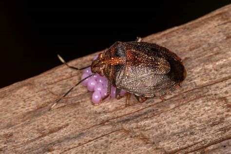 Stink Bug Eggs On Plants Stock Photos, Pictures & Royalty-Free Images ...