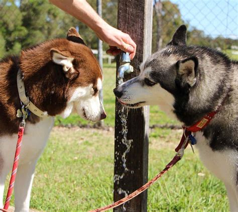 How Do Huskies Drink Water Husky Drinking Water Technique