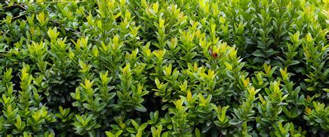 The Best Shrubs for Small Lawns - Ted Lare - Design & Build