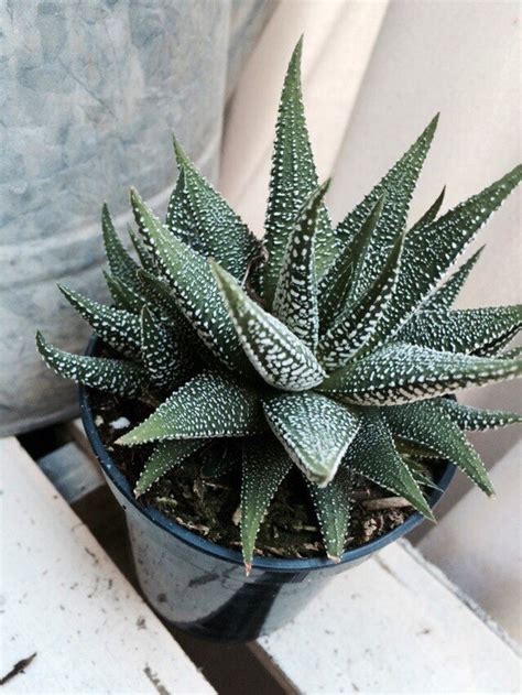 Haworthia Margaritifera Polka Dot 4pot Rare Succulent