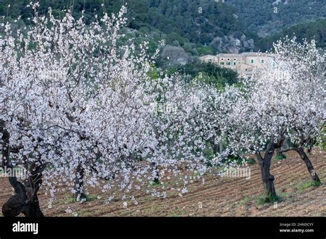 Amygdalus G Nero Prunus Fotograf As E Im Genes De Alta Resoluci N Alamy