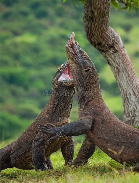 Komodo Dragons are Fighting Each Other. Very Rare Picture. Indonesia ...