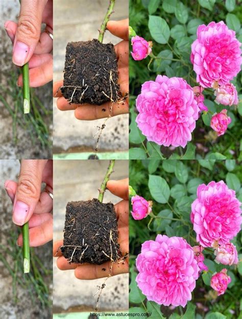 Cultiver des roses avec des branches dans une boîte de lait recyclée