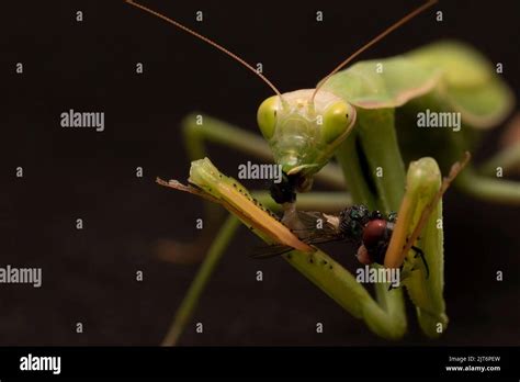 Praying mantis eating Stock Photo - Alamy