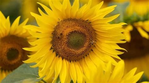 Sunflower Farm Appeals Against Nude Photography Trend