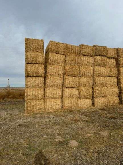 Big Square Bales Of Nd Cutting New Seeded Alfalfa Hay X Squares