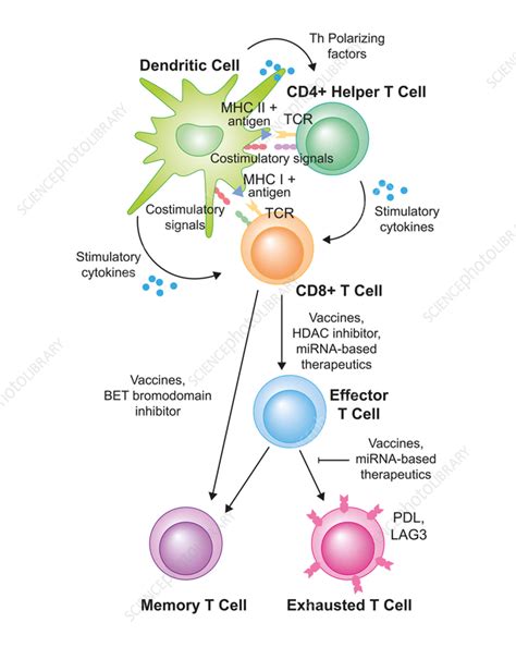 T Cell Activation Illustration Stock Image F Science