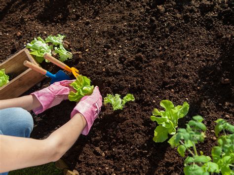 How To Grow Your Best Vegetable Garden Ever