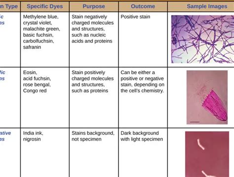 Tinci N De Gram De Mycobacterium Tuberculosis Caracter Sticas Y