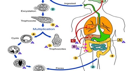 Biologia Concursos Ciclo Evolutivo Da Entamoeba