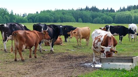 Vacas Lecheras En El Prado Mastican Pasto En Un Pasto Vaca Lechera