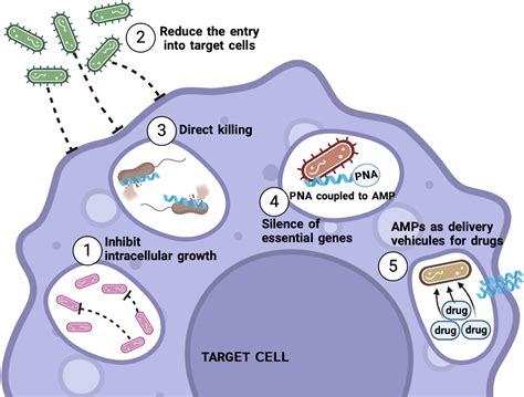 Frontiers Antimicrobial Peptides Immune Modulation Role In