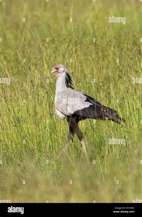 Secretary Bird Sagittarius Serpentarius Masai Mara National Reserve