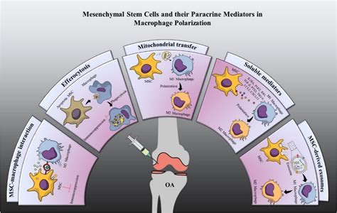 Schematic Representation Of Mesenchymal Stem Cells Mscs And Their Download Scientific Diagram