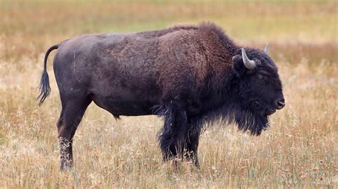 Woman Injured In Bison Attack At Yellowstone National Park | iHeart