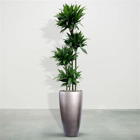 Dracaena Green Jewel Inclusief Zelfwaterende Mace Matt Coffee 230cm