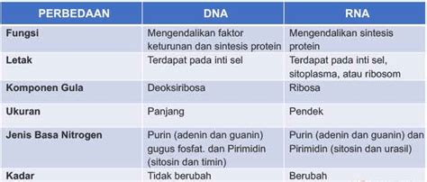 Perbedaan Antara Dna Dan Rna Di Bawah Iniyang Bena