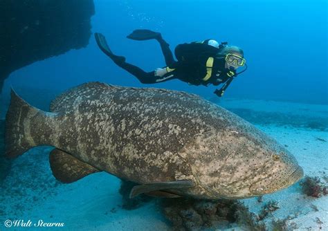 Scuba Diving Goliath Groupers Are Here In Numbers Grouper Fish