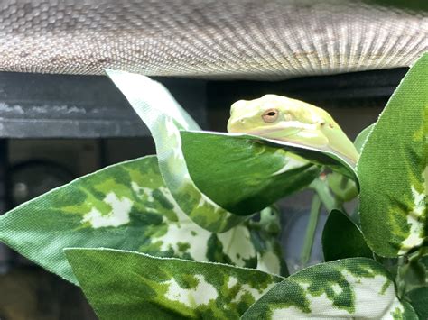 Help, my captive bred American green tree frog only eats one cricket ...