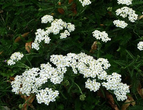 Flores Blancas O Achillea Millefolium De La Milenrama Foto De Archivo