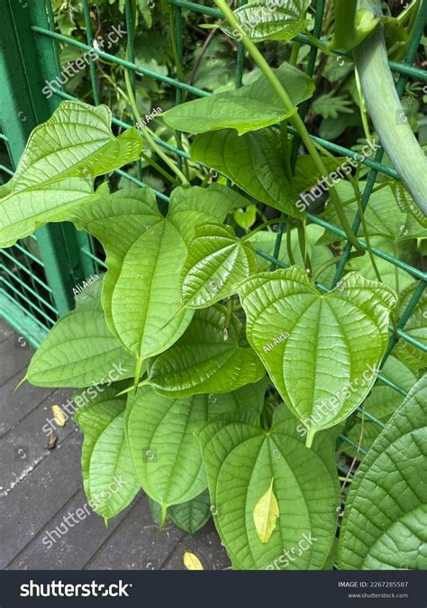 Dioscorea Spp Royalty Free Images Stock Photos And Pictures Shutterstock