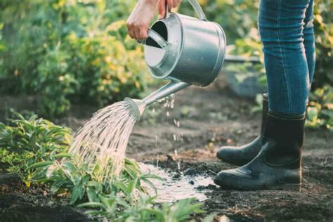 Common Gardening Myths Debunked Minneopa Orchards