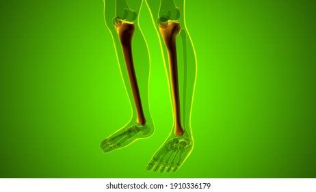 Human Skeleton Anatomy Tibia Bone 3d Stock Illustration 1910336179 ...