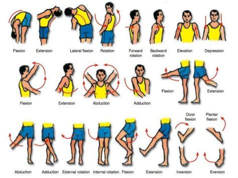 Types Of Body Movements Anatomy