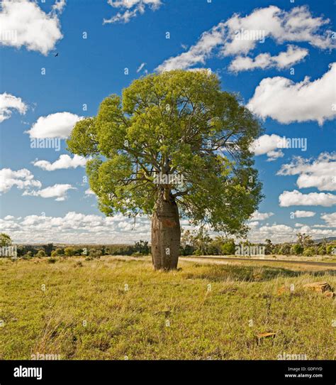 Bottle Tree Brachychiton Rupestris On Golden Grassy Plains In Central