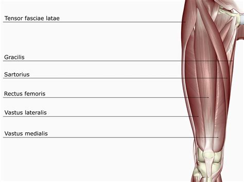 Quad Muscles Labeled