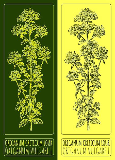 Premium Vector Vector Drawings Oregano Hand Drawn Illustration Latin