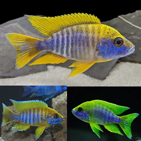 African Cichlid Peacock Regal Peacock Cichlid Aulonocara Stuartgranti Cobue 5cm