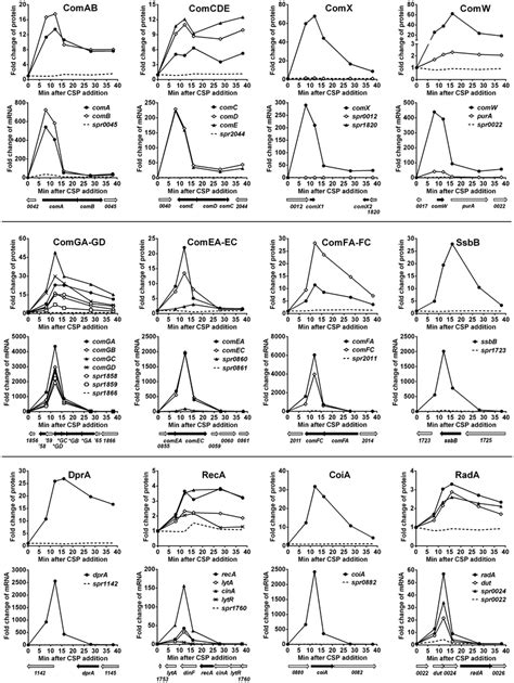 Kinetics Of Transformation Proteins During Competence Development The