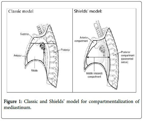 Clinical Experimental Cardiology Compartmentalization