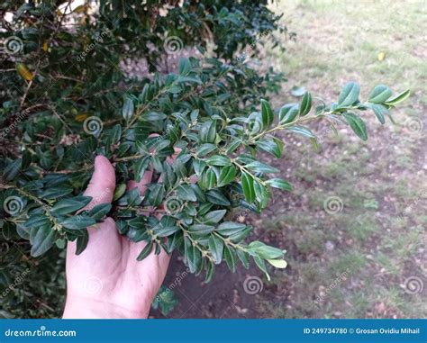 Arbusto Buxus Sempervirens No Parque Urbano Foto De Stock Imagem De