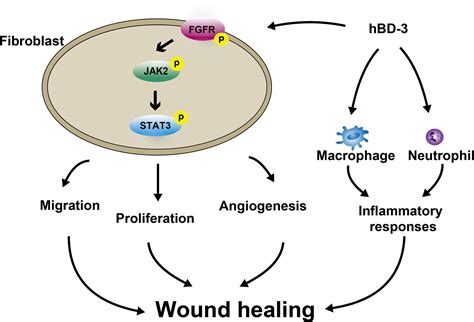 Frontiers The Antimicrobial Peptide Human Defensin Accelerates