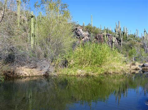 Mixed Vegetation Jewel Of The Creek Preserve Arizona