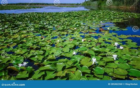 Beautiful White Water Lily Nymphaea Alba Flowers On The Water Surface