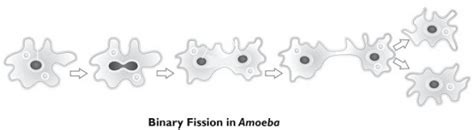 Draw In Sequence Showing The Four Stages The Process Of Binary Fission In Amoeba Sarthaks