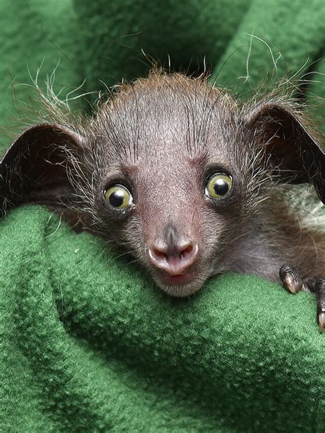 Fun Facts About the Aye-Aye » Oreonis Blogs