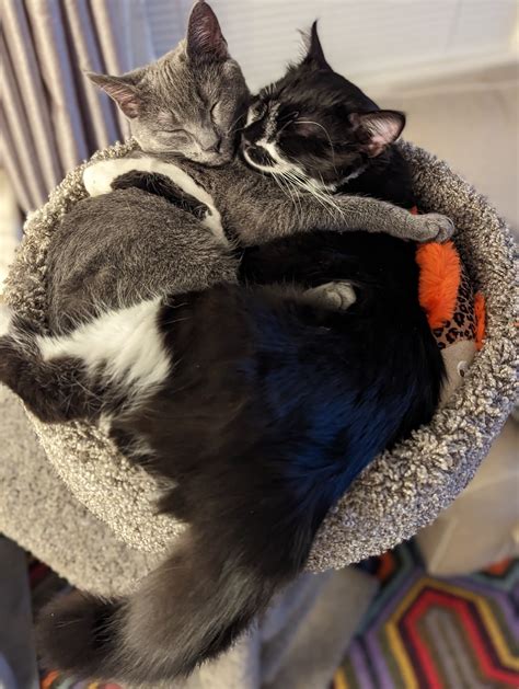 Kitten cuddles!!! (OC) : r/kittens
