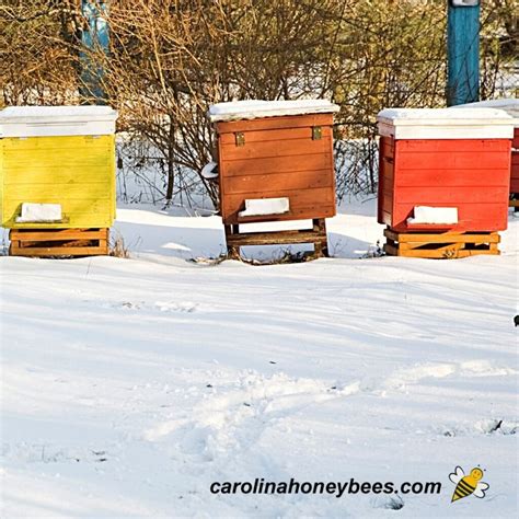 How To Paint A Beehive A Simple Guide Carolina Honeybees