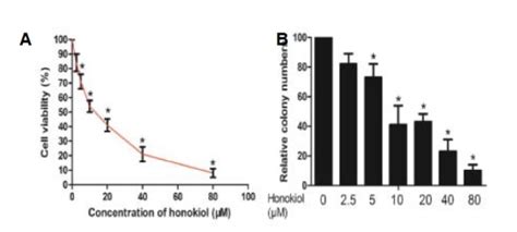 Antiproliferative Effects Of Honokiol In Rcc Cells A A Cells