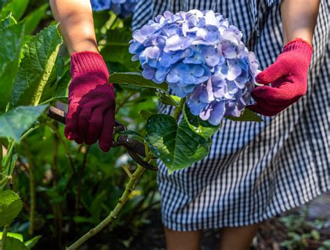 How To Prune Hydrangeas - Backyard Boss