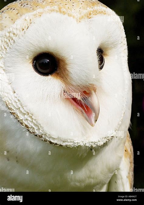 Barn Owl Eyes Close Up