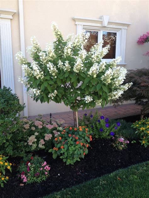 Hydrangea paniculata 'Limelight' | Limelight Hydrangea | Green Barn ...