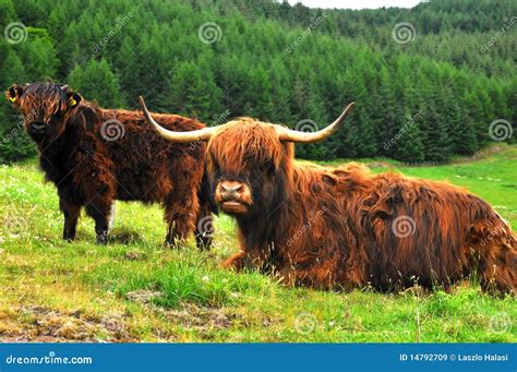 Scottish Buffalo Highlander Stock Image Image Of Bull Dairy 14792709