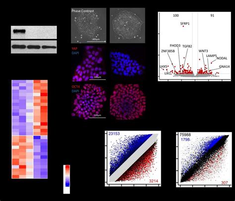 Yap Deficiency Induces Transcriptomic And Epigenetic Modulation In