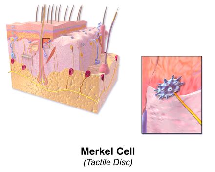 Merkel cell - Wikipedia