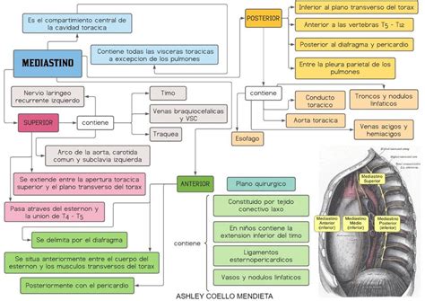 Mediastino Ashley Coello UDocz
